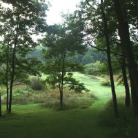 Rolling hills and trees