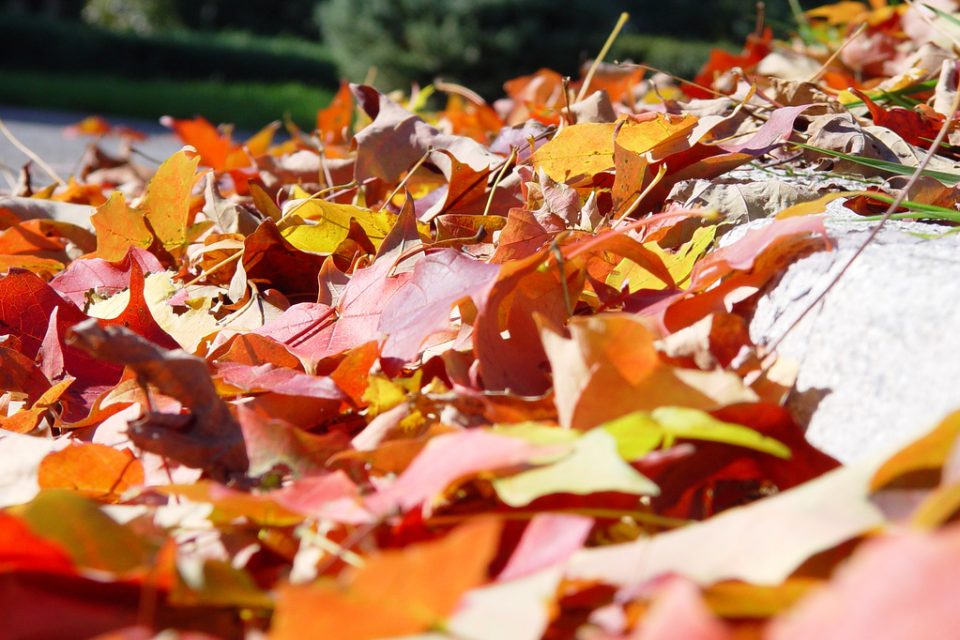 leaves