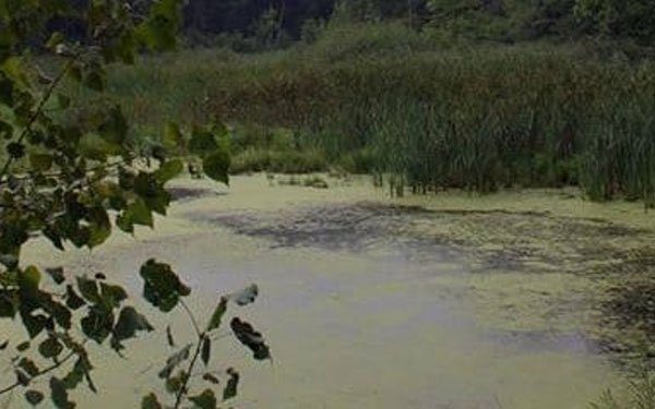 This is a photo of Sweezy's Nature Area